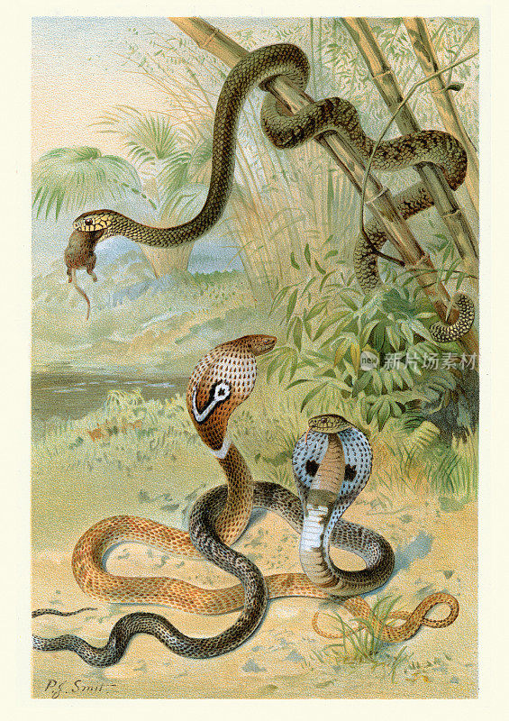 博物学，爬行动物，鼠蛇和眼镜蛇