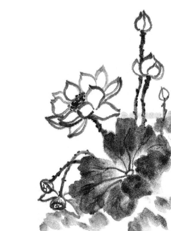 莲花、墨水的形象。手工墨荷花在白色的背景。日本传统水墨画。