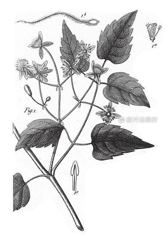 蔓生藤本植物、毛茛科及其它科栽培植物雕刻古董插图，1851年出版