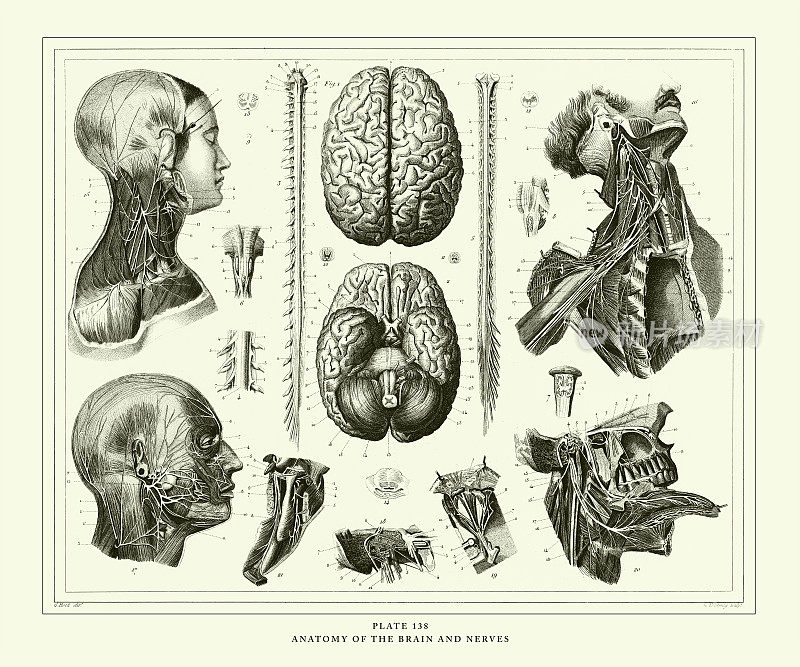 雕刻古董，大脑和神经解剖雕刻古董插图，出版于1851年