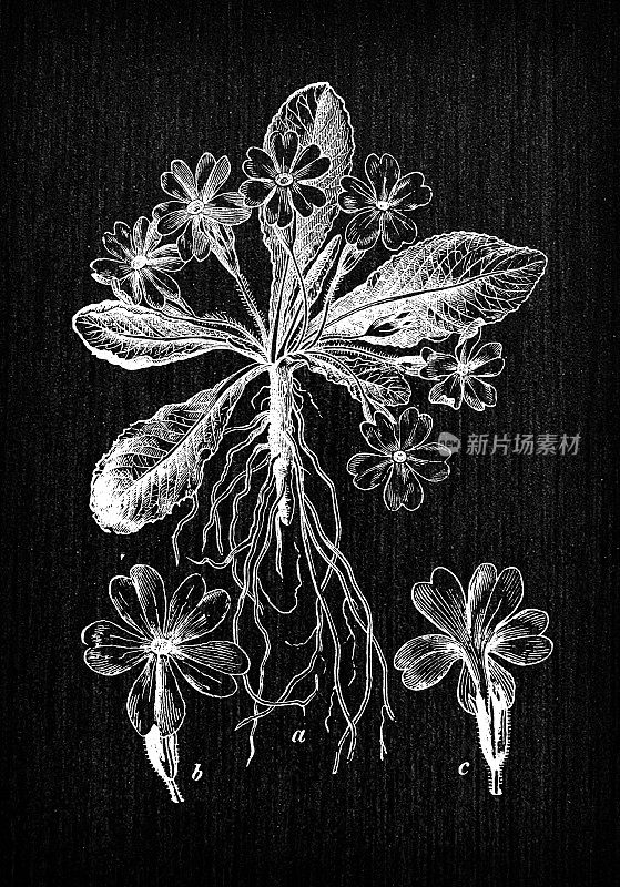 植物学植物古董雕刻插图:报春花(primrose)
