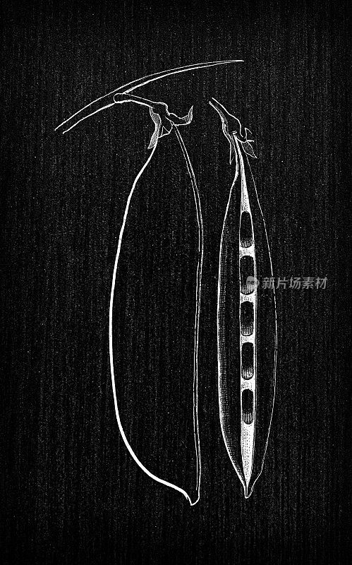 植物学蔬菜植物古董雕刻插图:豌豆麦克瘦蓝彼得