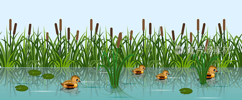 有游鸭和芦苇的池塘或湖泊。绿色的草原，河水，可爱的小鸭子。卡通背景，矢量插图