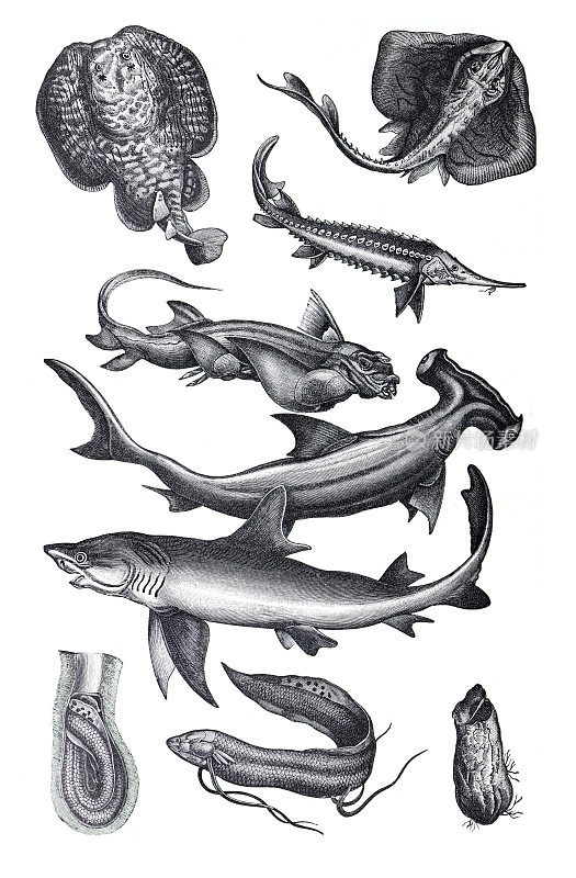 许多不同的鱼收集像鲨鱼和罗格。从古老的古董手绘插图。