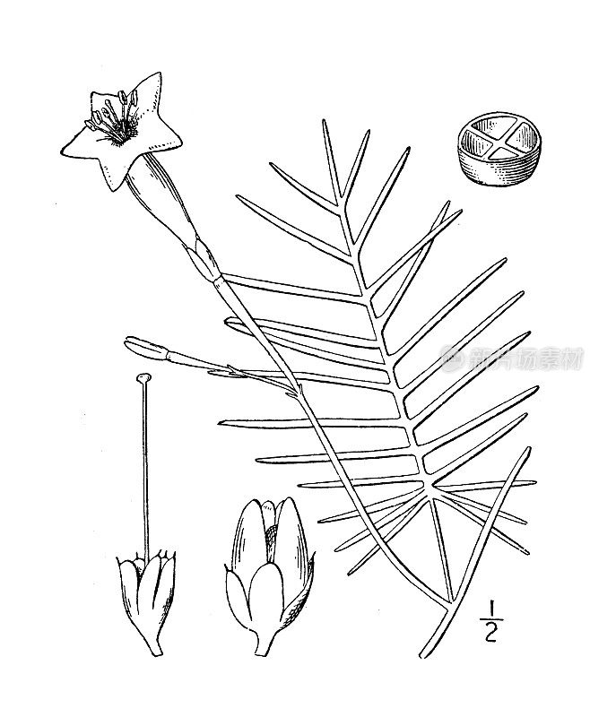 古植物学植物插图:柏树、柏树