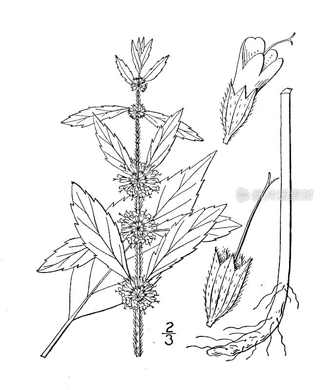 古植物学植物插图:加拿大薄荷，美国野生薄荷