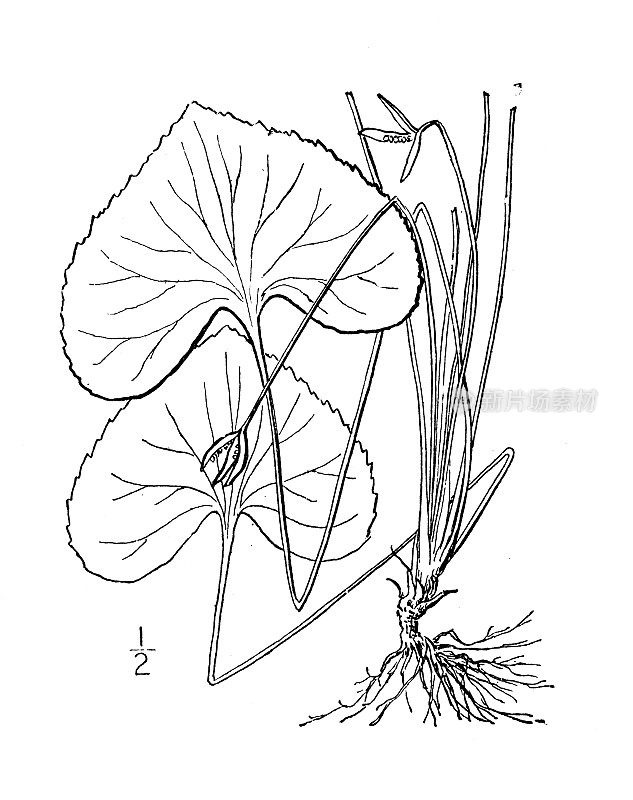 古植物学植物插图:堇菜、沼泽蓝堇菜