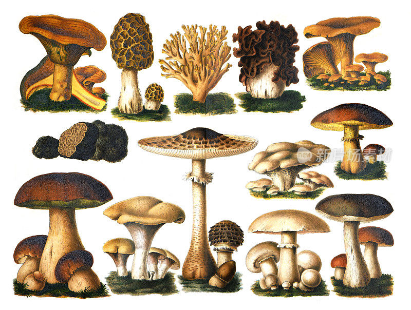 蘑菇集合。秋季森林松露蘑菇景象。蘑菇收集优黑孢菌或块菌。牛肝菌，蘑菇菌，香菇，黄香菇。手绘雕刻插图。基本的森林食品。食用香草。