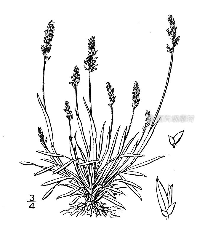 古植物学植物插图:菲比西亚・阿吉达、菲比西亚