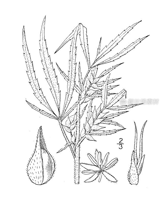 古董植物学植物插图:大麻，大麻