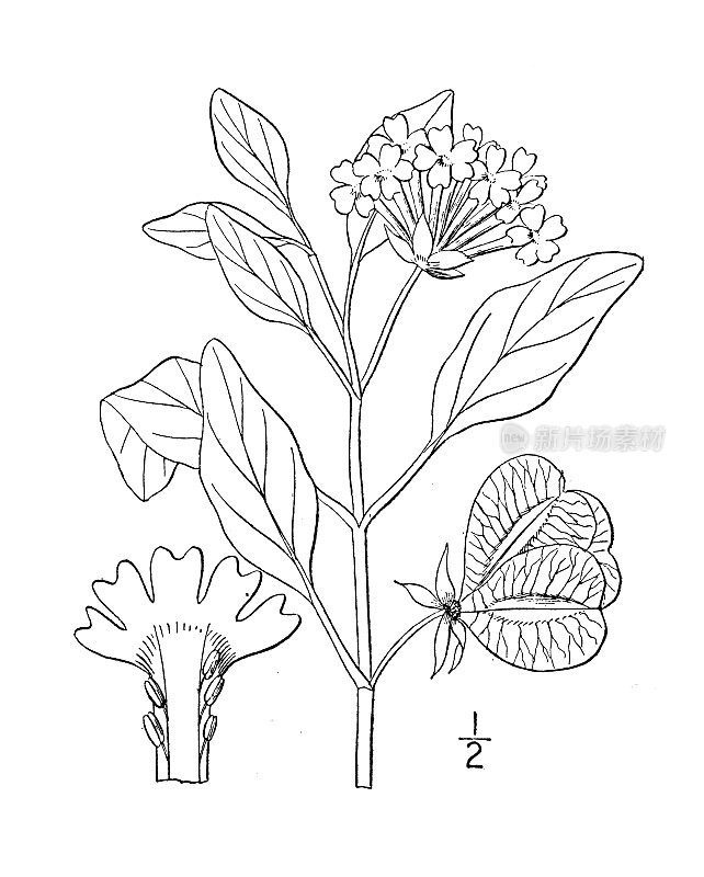 古植物学植物插图:薇甘菊、粉菊