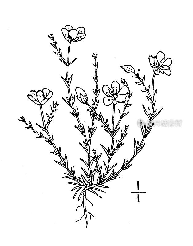 古植物学植物插图:萨吉那，珠苔