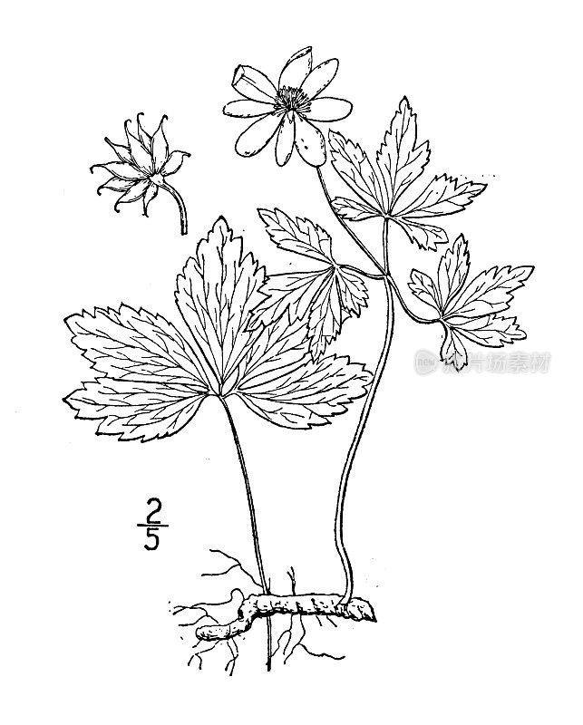 古植物学植物插图:海葵、西洋参、风花