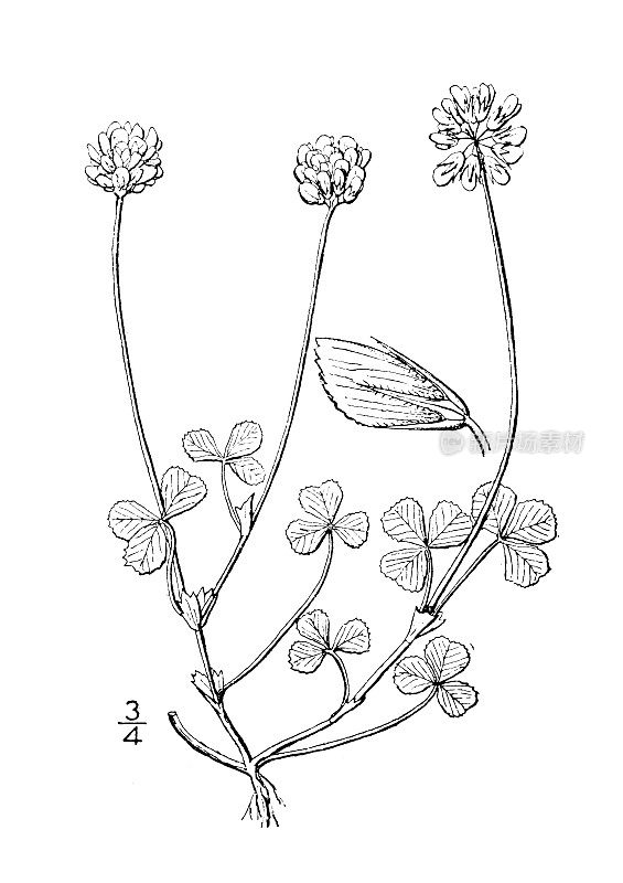 古董植物学植物插图:三叶草，卡罗莱纳三叶草