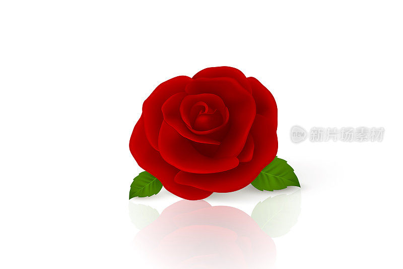 矢量3d现实红花玫瑰特写孤立在白色上。玫瑰花蕾设计模板。背景与装饰玫瑰。玫瑰花的设计模板，剪纸艺术