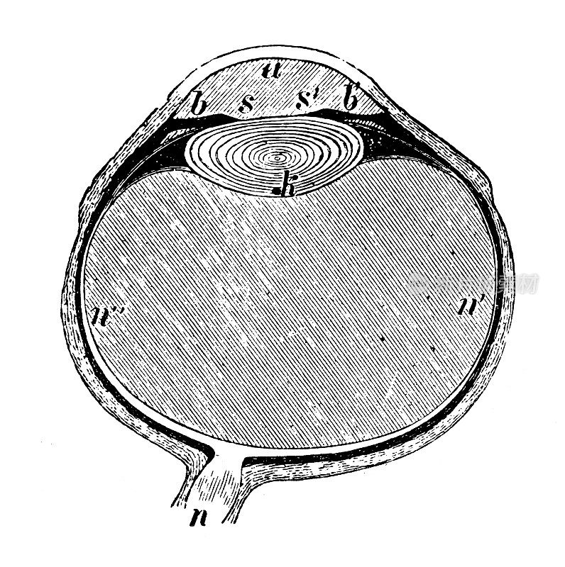 古董插图，物理原理和实验，光学:人眼部分
