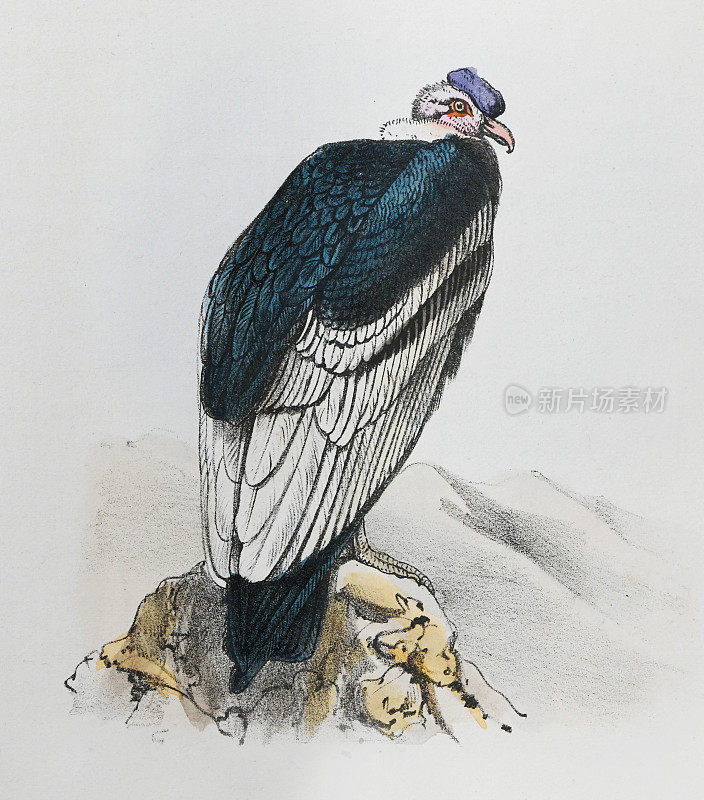 安第斯秃鹰(鹰鹫)-复古彩色插图