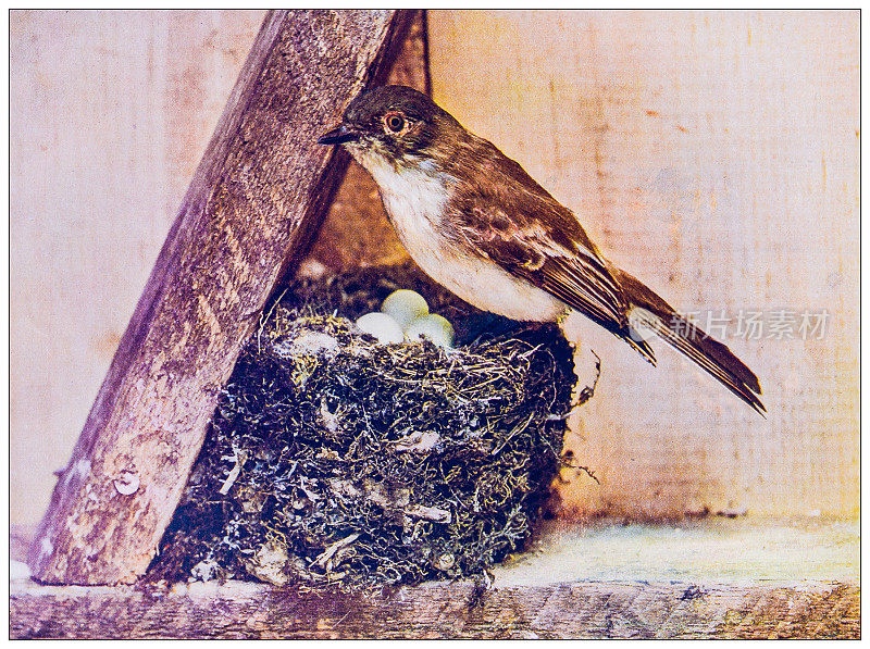 古董鸟类学彩色图像:菲比