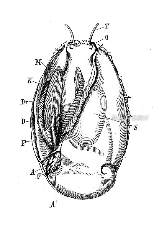 古董生物动物学图像:结核结核杆菌