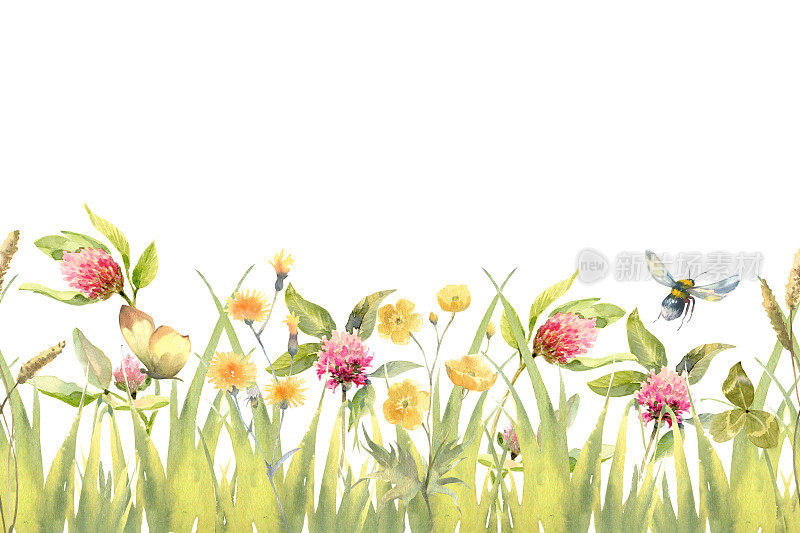 水彩手绘草甸草本无缝边界与绿色的草，红色三叶草花和毛茛孤立在白色背景。