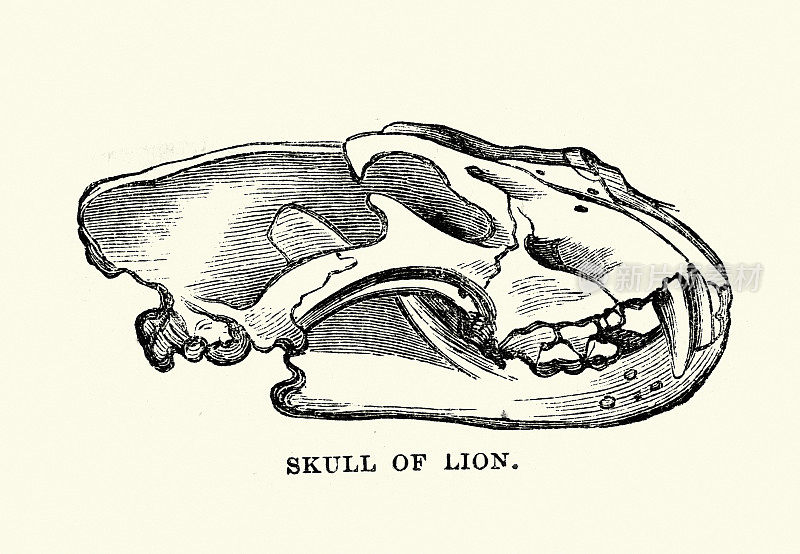 展示狮子头骨的复古插图，野生动物艺术解剖