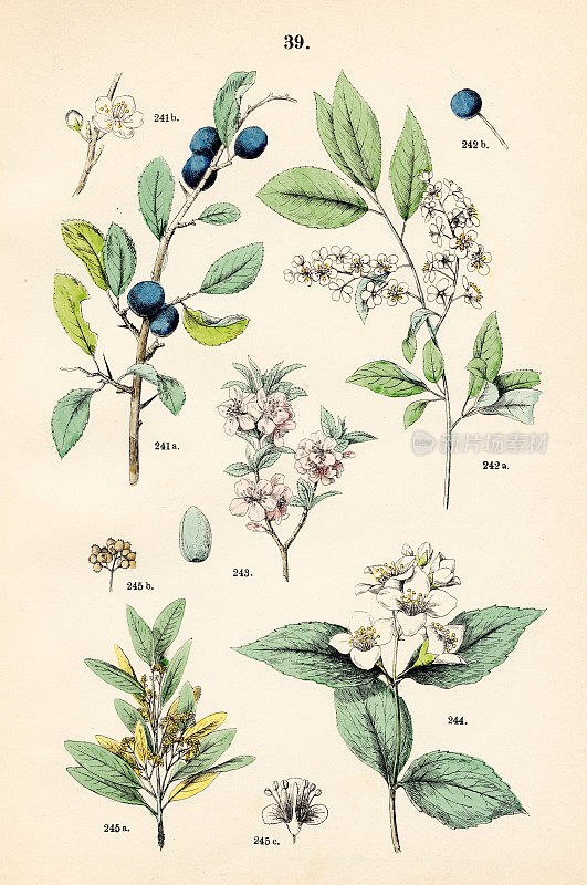 黑刺李，欧洲鸟樱桃，杏树，甜桔，多香果-植物插图1883