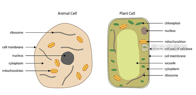 动物和植物细胞图解