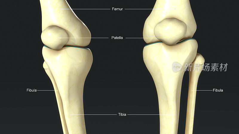 膝盖Joints_front