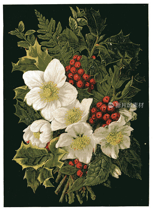 圣诞(冬季)花从1880年的日记