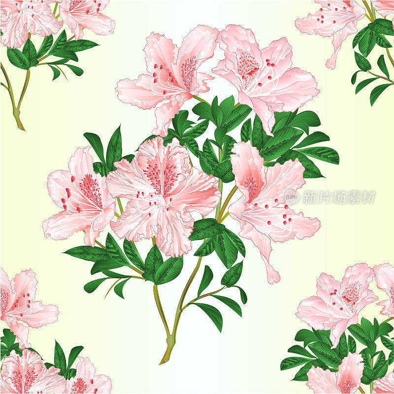 无缝纹理浅粉色的花朵杜鹃花枝与叶山地灌木复古矢量插图可编辑