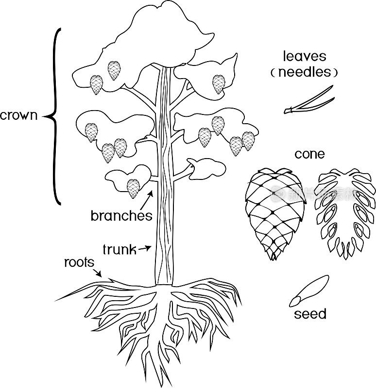 用植物的部分着色页。具有树冠、根系和球果的松树的形态