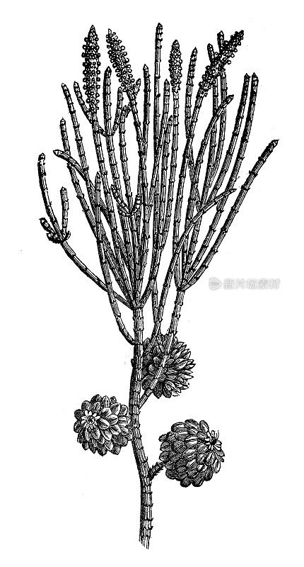 古植物学插图:木麻黄