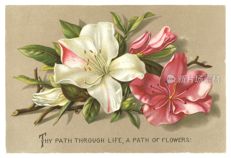 带有百合花的维多利亚宗教卡片，1881年