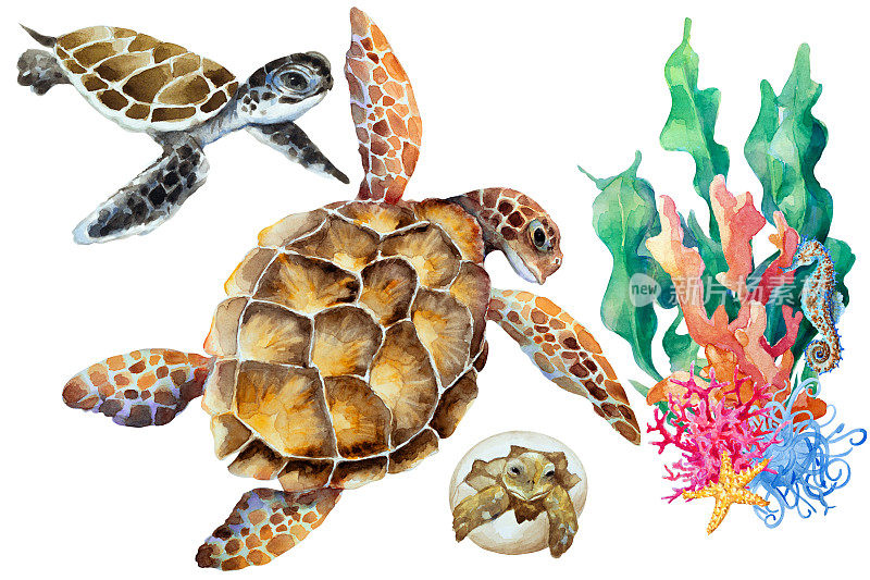 海龟，幼崽，小新生儿在一个蛋和珊瑚礁碎片上的白色背景，手绘水彩。