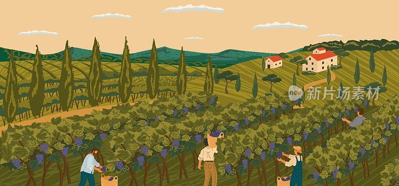 葡萄园景观以葡萄树田和酒庄别墅为背景。手绘矢量插图海报。酿酒葡萄的收获。人们在酿酒厂的地里干活