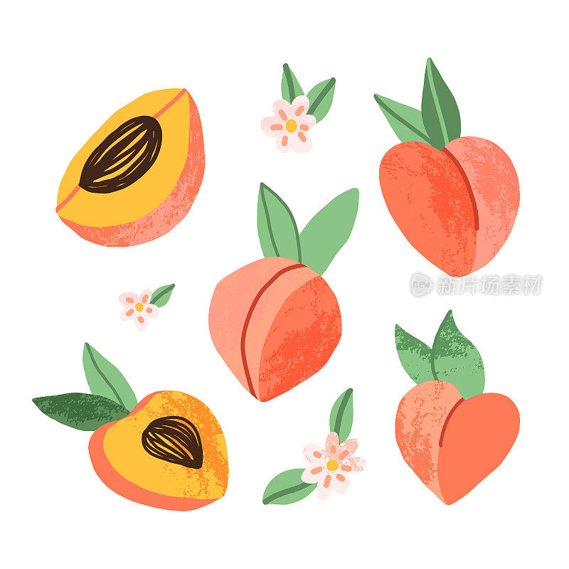 可爱的手绘桃子集各种尺寸，饱满的水果和块，桃树盛开的花朵。卡通孤立的插图。