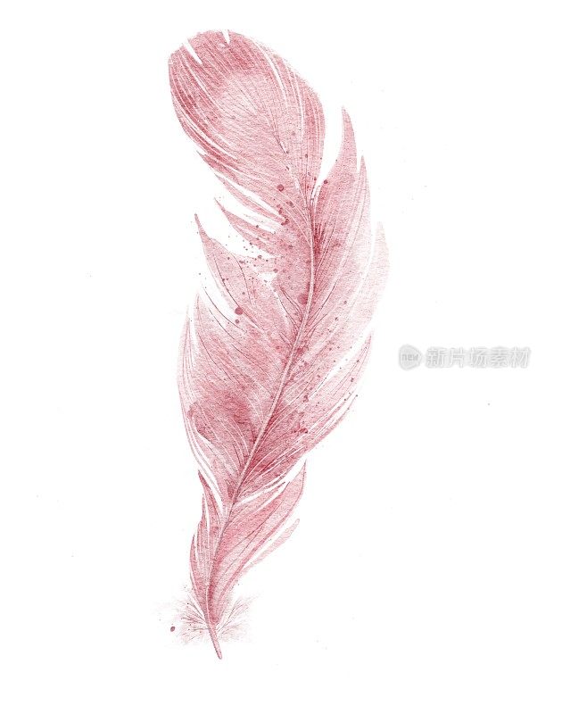 水彩粉红色羽毛