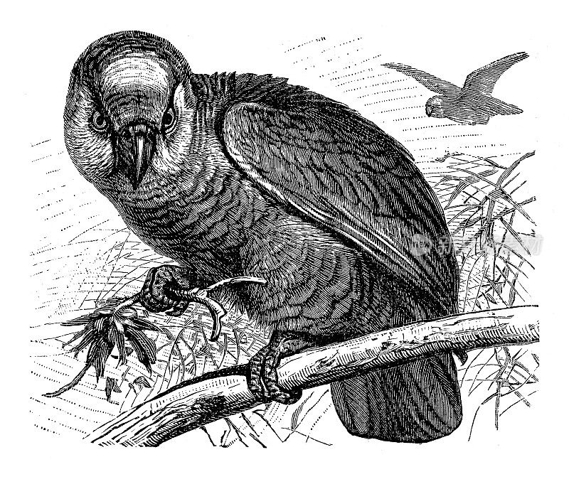 亚马逊鹦鹉绘画1898