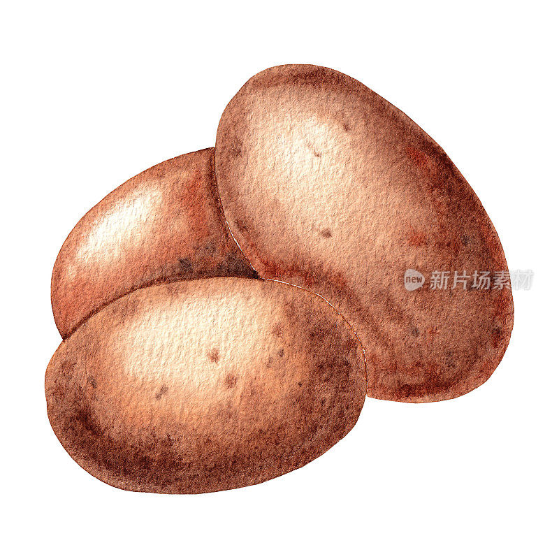 土豆。手绘水彩插图在白色背景。