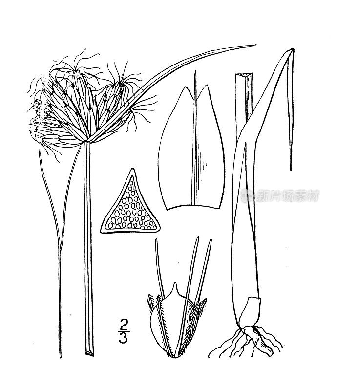 古植物学植物插图:美国三棱藨草，椅子制造商的匆忙