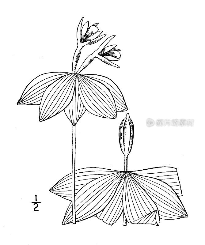 古植物学植物插图:水仙花，小轮水仙花