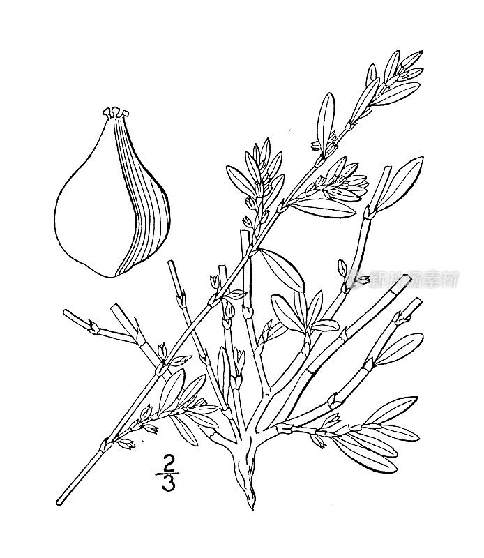 古植物学植物插图:蓼，海岸紫菀