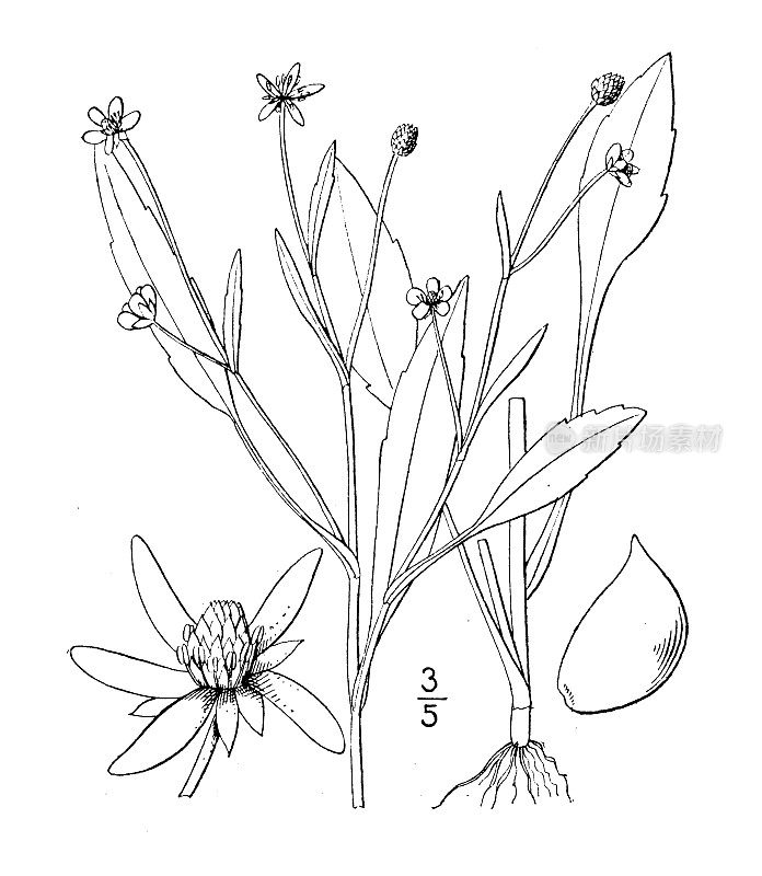 古植物学植物插图:毛茛、长叶兰