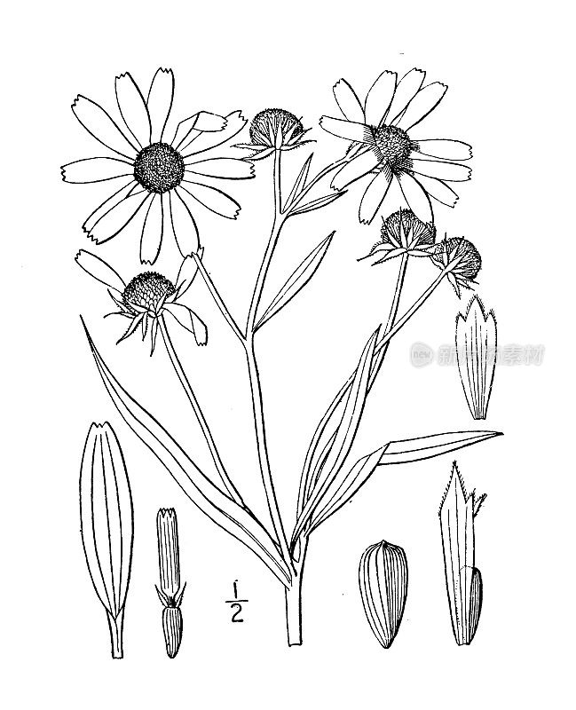 古植物学植物插图:向日葵，沼泽向日葵