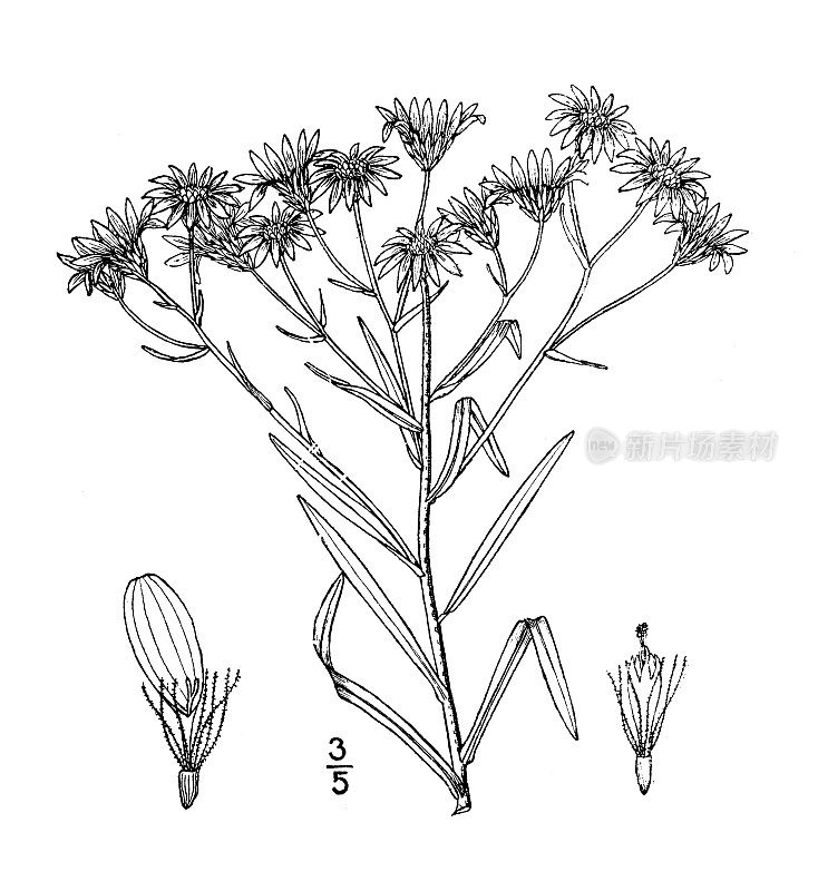 古植物学植物插图:紫菀、高原白紫菀