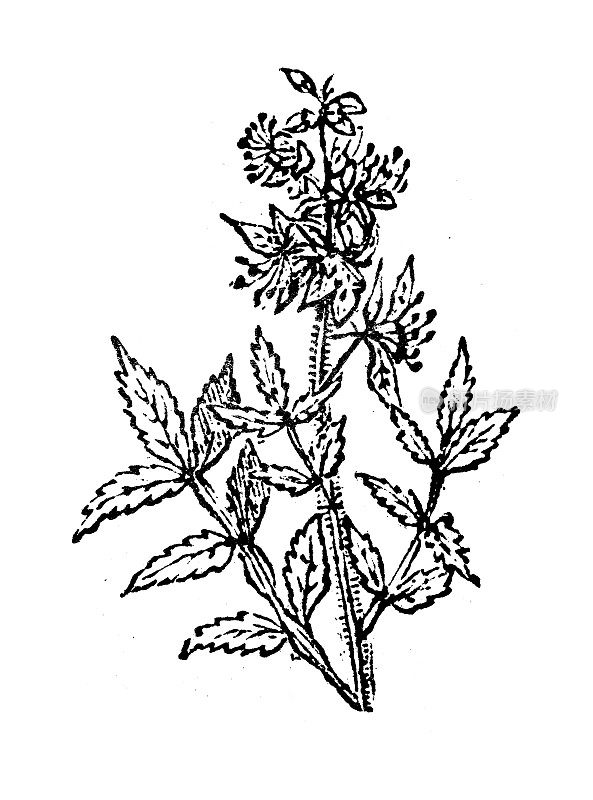 仿古雕刻插图:fraxinella