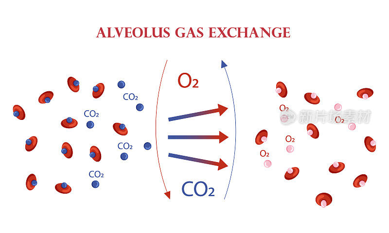 肺泡方案中的氧和二氧化碳交换方案
