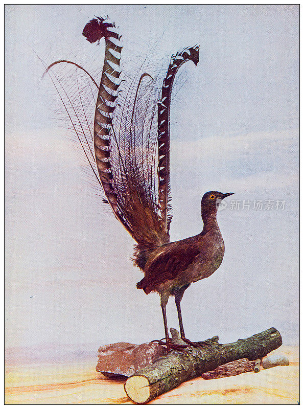古董鸟类彩色图像:竖琴鸟