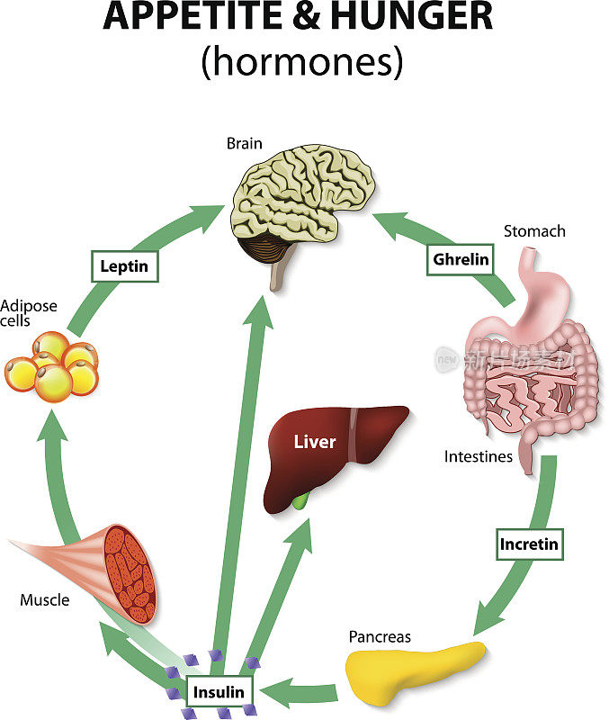 荷尔蒙食欲和饥饿感
