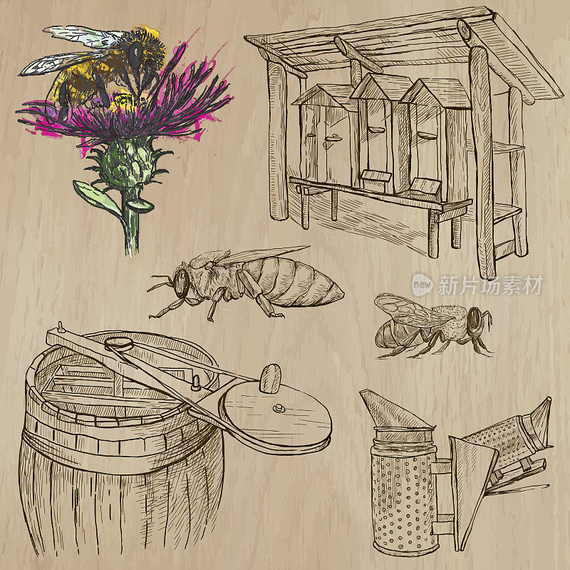 蜜蜂，养蜂和蜂蜜-手绘矢量包6